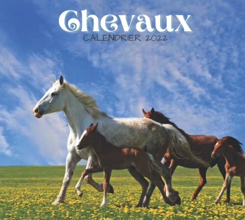 Chevaux Calendrier 2022: Calendrier 2022 8.5''x8.5'' - Cadeaux pour la famille et les amis - Animaux sauvages drôle